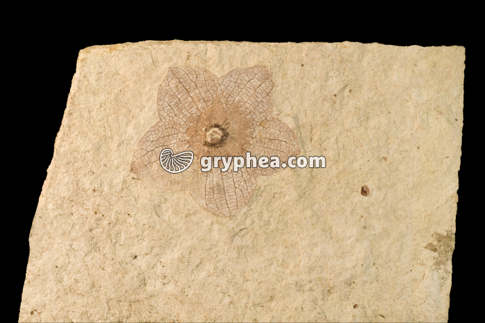 Plante à fleurs fossilisée - Florissantia physalis fossilisée (Eocène, Klondike Mountain Formation, WA, USA) - gryphea.org